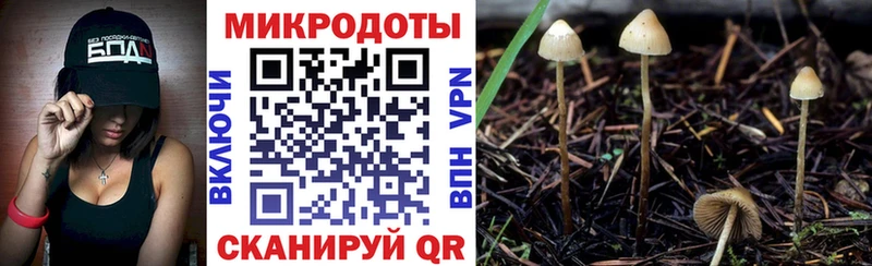 Галлюциногенные грибы Psilocybe  Галич 